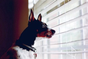 rat terrier